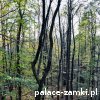 Muchów - Wieża widokowa Mszana