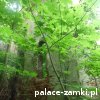 Pątnów - Pałac