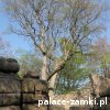 Janowice Wielkie - Zamek Bolczów